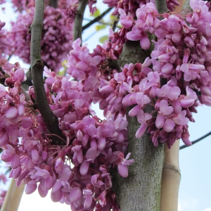 CERCIS-SILIQUASTRUM-3.jpg