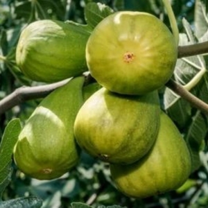 Ficus carica Troiano