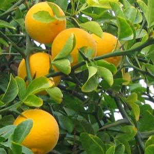 Poncirus-trifoliata21.jpg