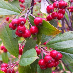 brilliant-aronie-arbutus-a-fruits-rouges.jpg