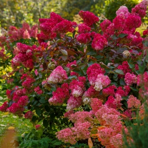 hydrangea-paniculata-wims-red.jpg