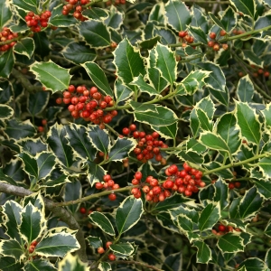 ilex-aquifolium-argentea-marginata.jpg