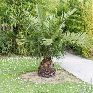 jubaea_chilensis-pm140593.jpg