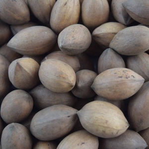 kanza-northern-pecan-nuts.jpg