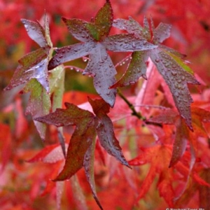 liquidambar_styraciflua_lane_roberts_autu.jpg