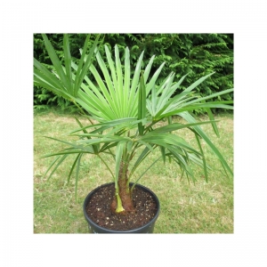 trachycarpus-fortunei-x-wagnerianus.jpg