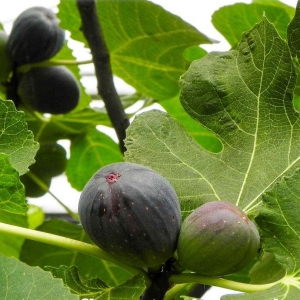 turca-fig-tree.jpg