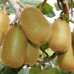 ACTINIDIA_JENNY.jpg