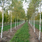 Betula-pendula--10.jpg