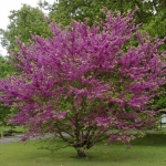 Cercis_siliquastrum.jpg