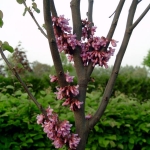 Cercis_siliquastrum_9275.jpg