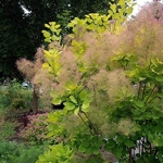 Cotinus-Golden-Spirit3.jpg