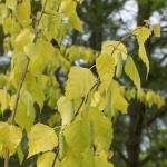 Golden-Obelisk-kolumnowa-waska-cytrynowo-.jpg