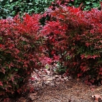 Gulf-Stream-Nandina1.jpg