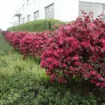 Loropetalum_chinense_Black_Pearl_0005616_.jpg