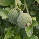 Poncirus_trifoliata_03_ies1.jpg