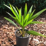 Trachycarpus_fortunei_x_Wagnerianus.jpg