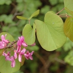 cercis_siliquastrum_nmk_15.jpg