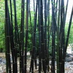 Fekete bambusz (Phyllostachys nigra)