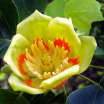 liriodendron-tulipifera-1.jpg