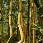 phyllostachys-aureosulcata-spectabilis-ba.jpg