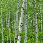 silver-birch-468_lg.jpg