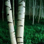 white-birch-trees-betula-pendula-crowd-ph.jpg