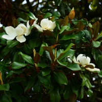 Örökzöld magnolia