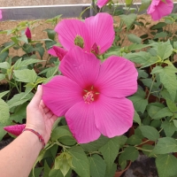 Hot Pink mocsári hibiszkusz