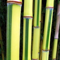 Zöld-sárga csíkos bambusz