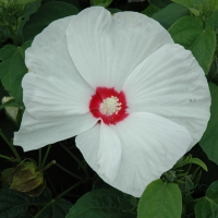 White Eye mocsári hibiszkusz